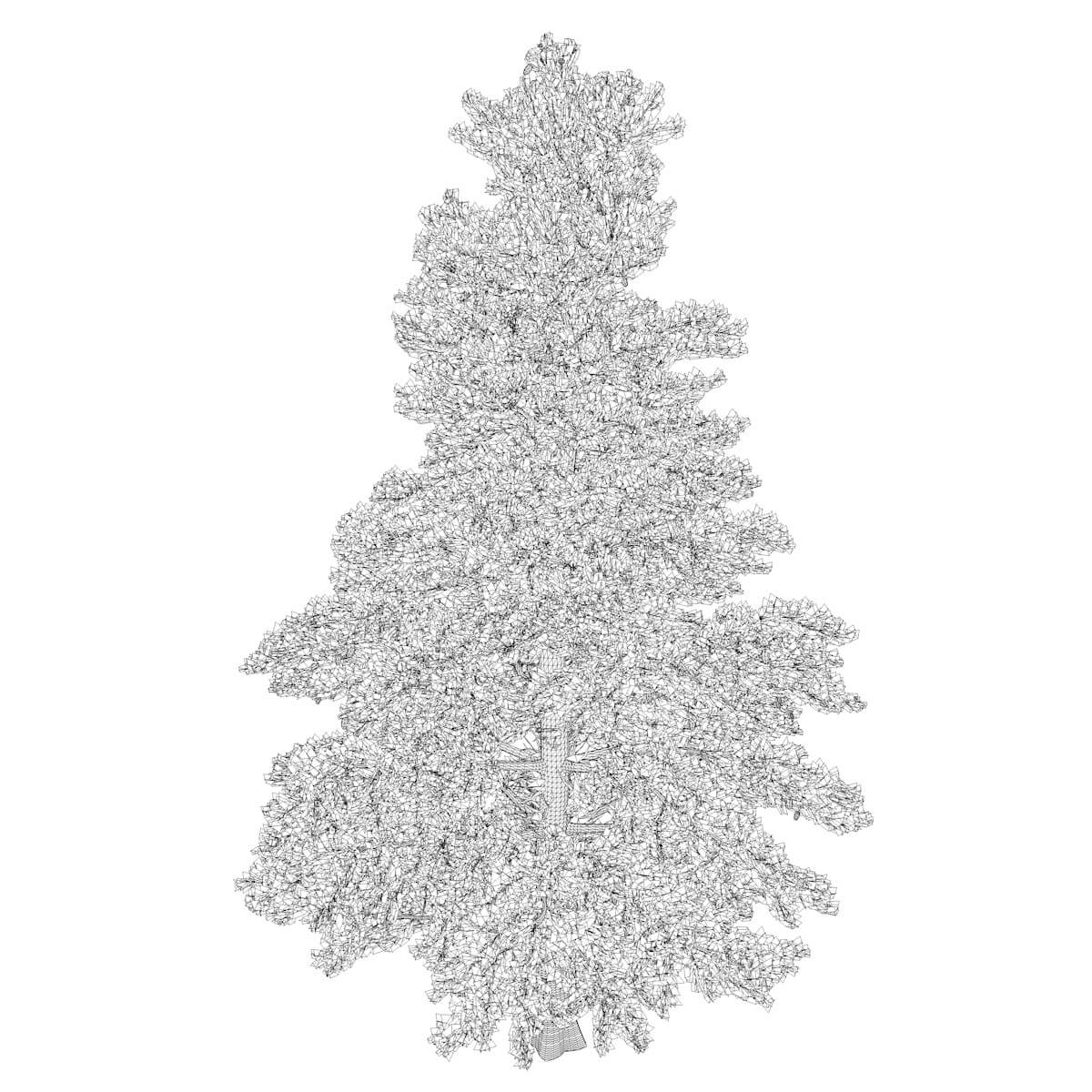 White Fir Tree Collection by AntonioKowatsch