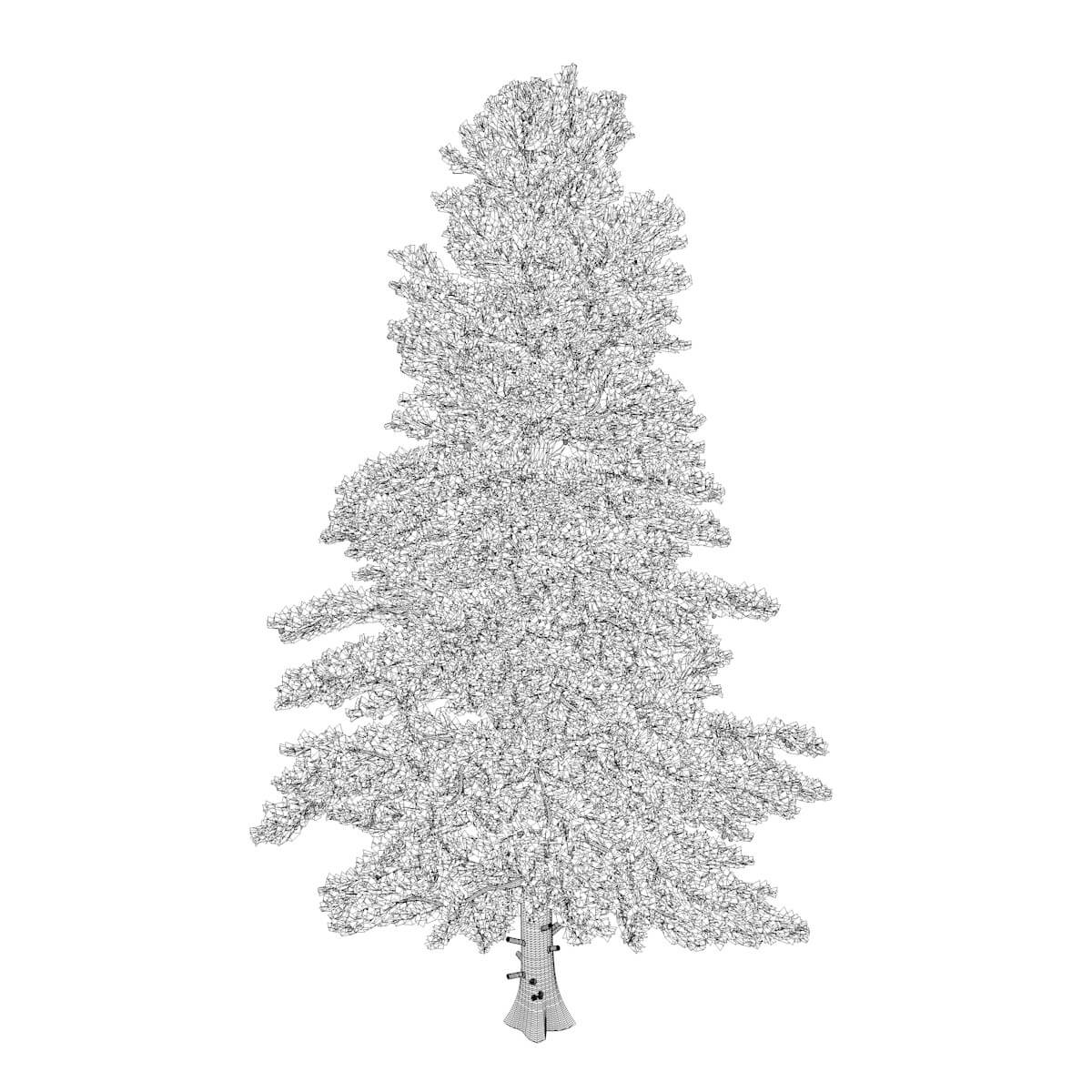 White Fir Tree Collection by AntonioKowatsch