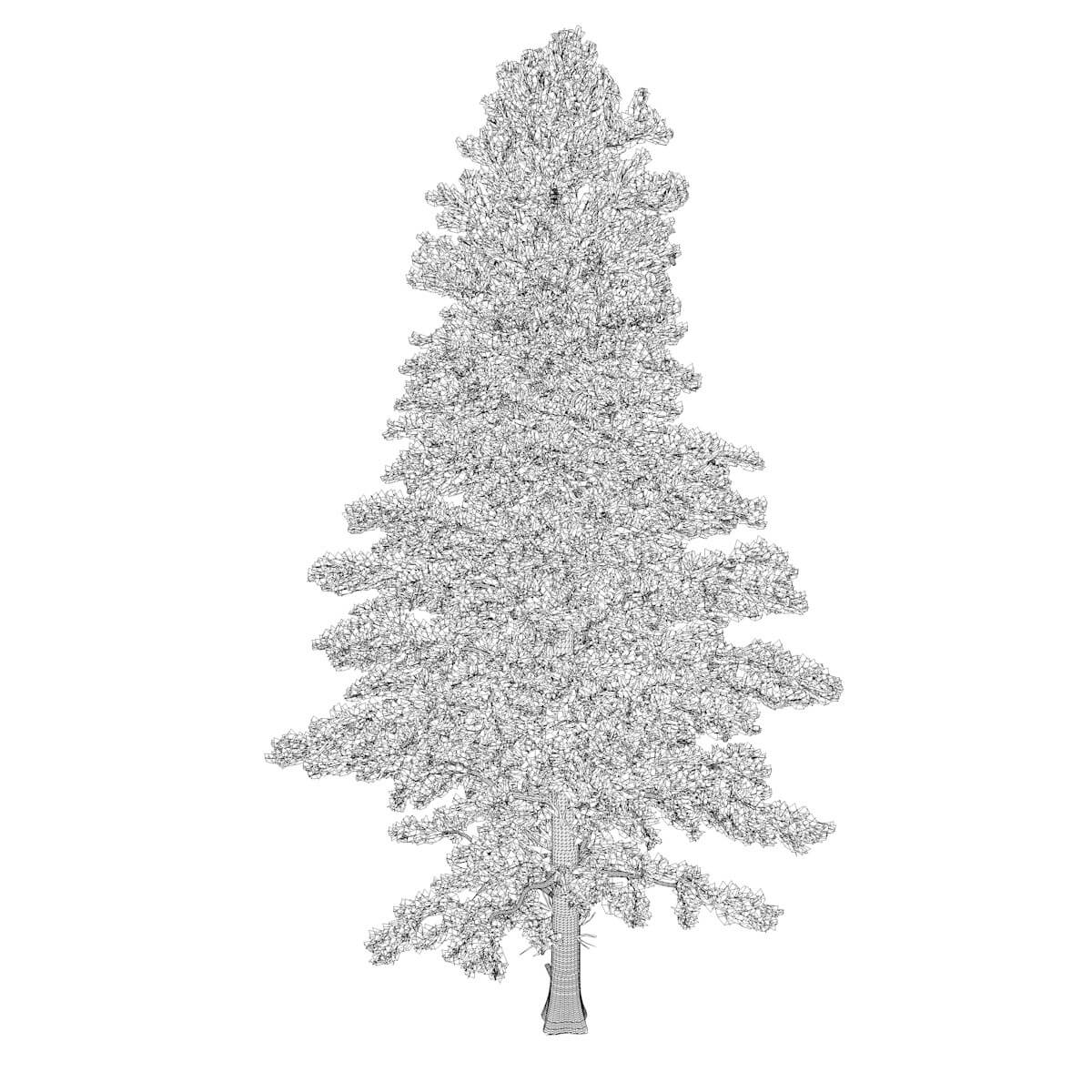 White Fir Tree Collection by AntonioKowatsch