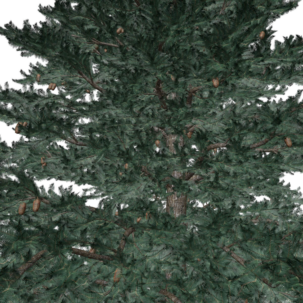 White Fir Tree Collection by AntonioKowatsch