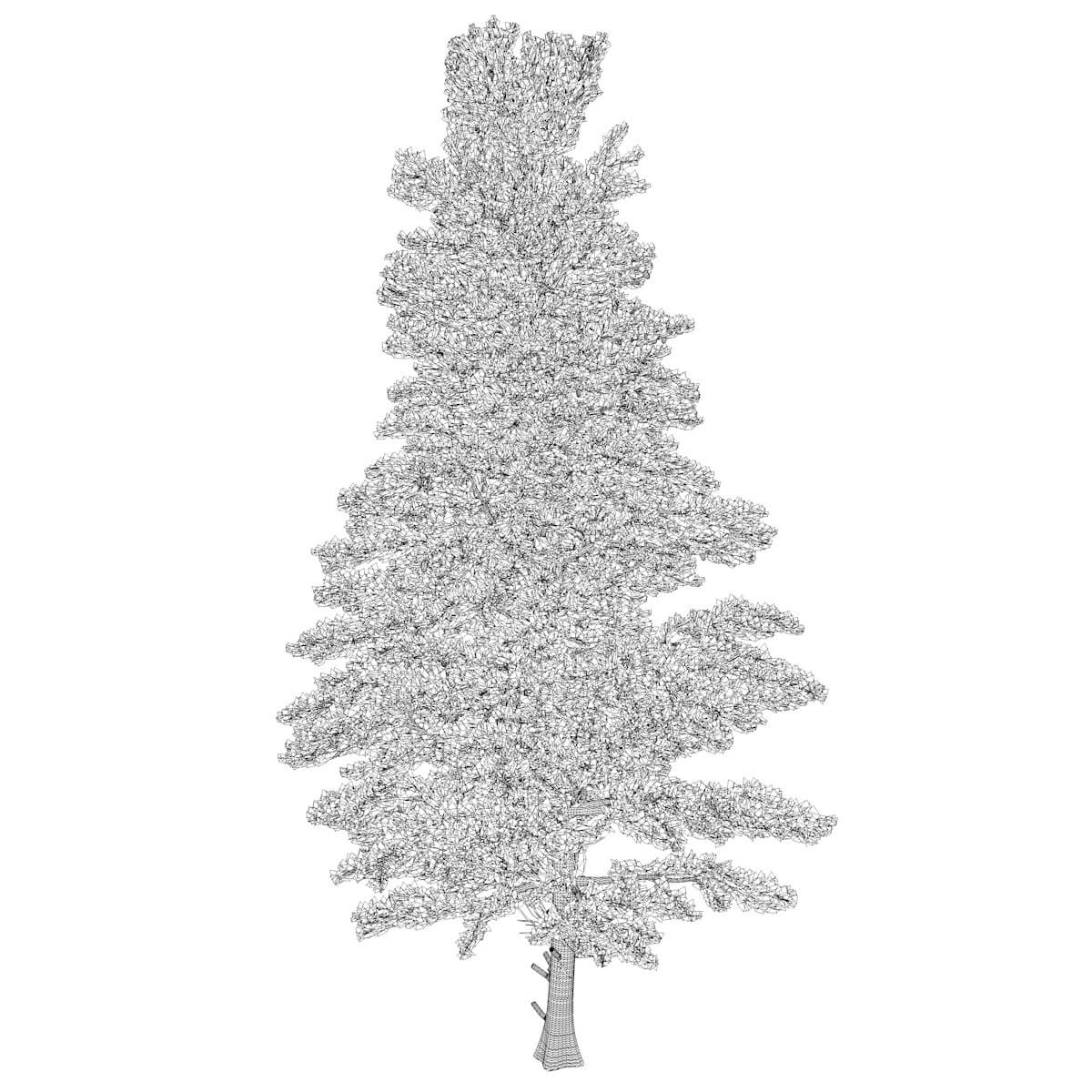 White Fir Tree 06 3D Model by AntonioKowatsch