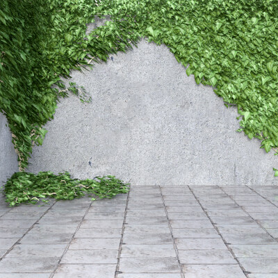Wall With Ivy by avadagra