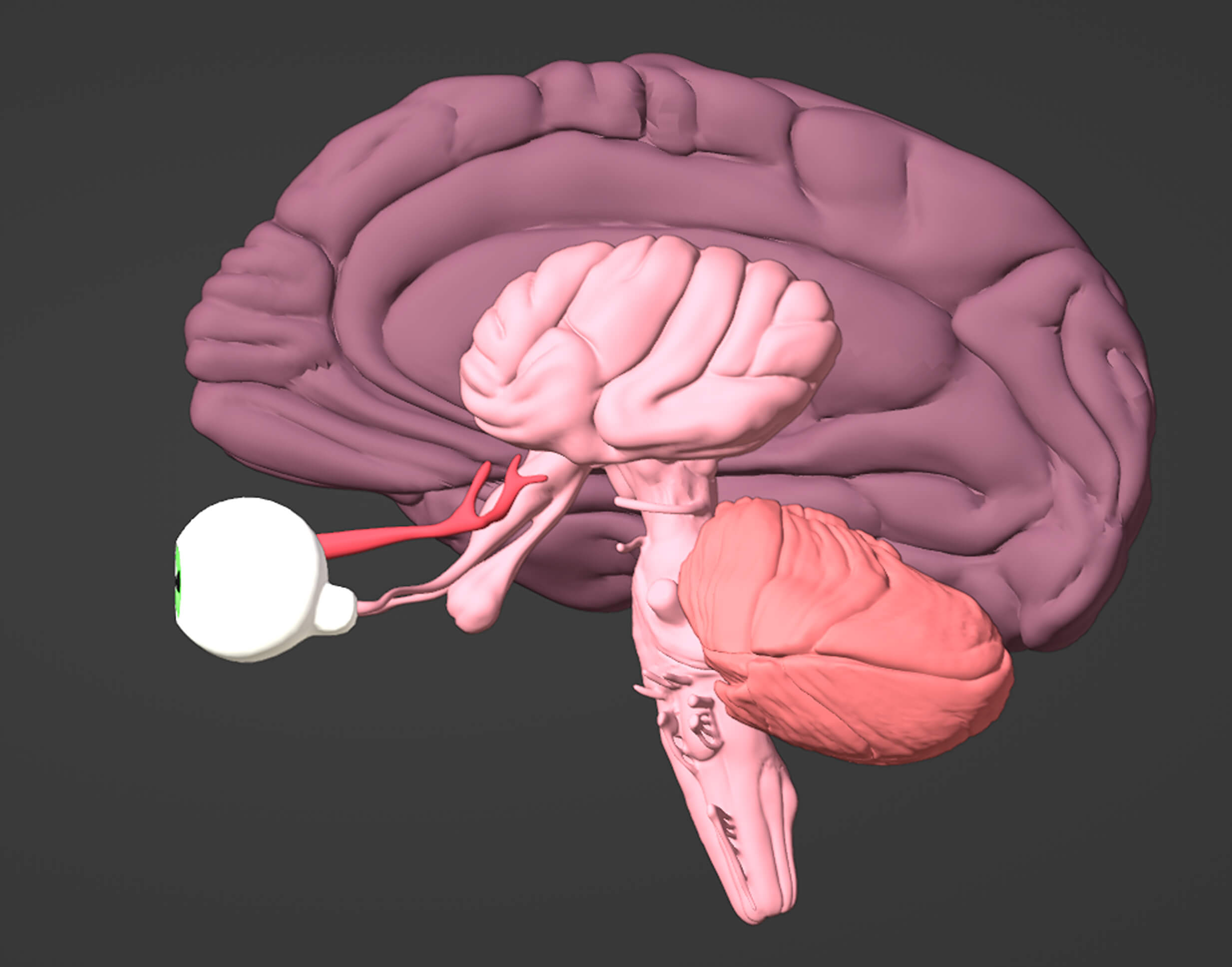 3D Model of Brain, Brain Stem and Eyes by azekapeka