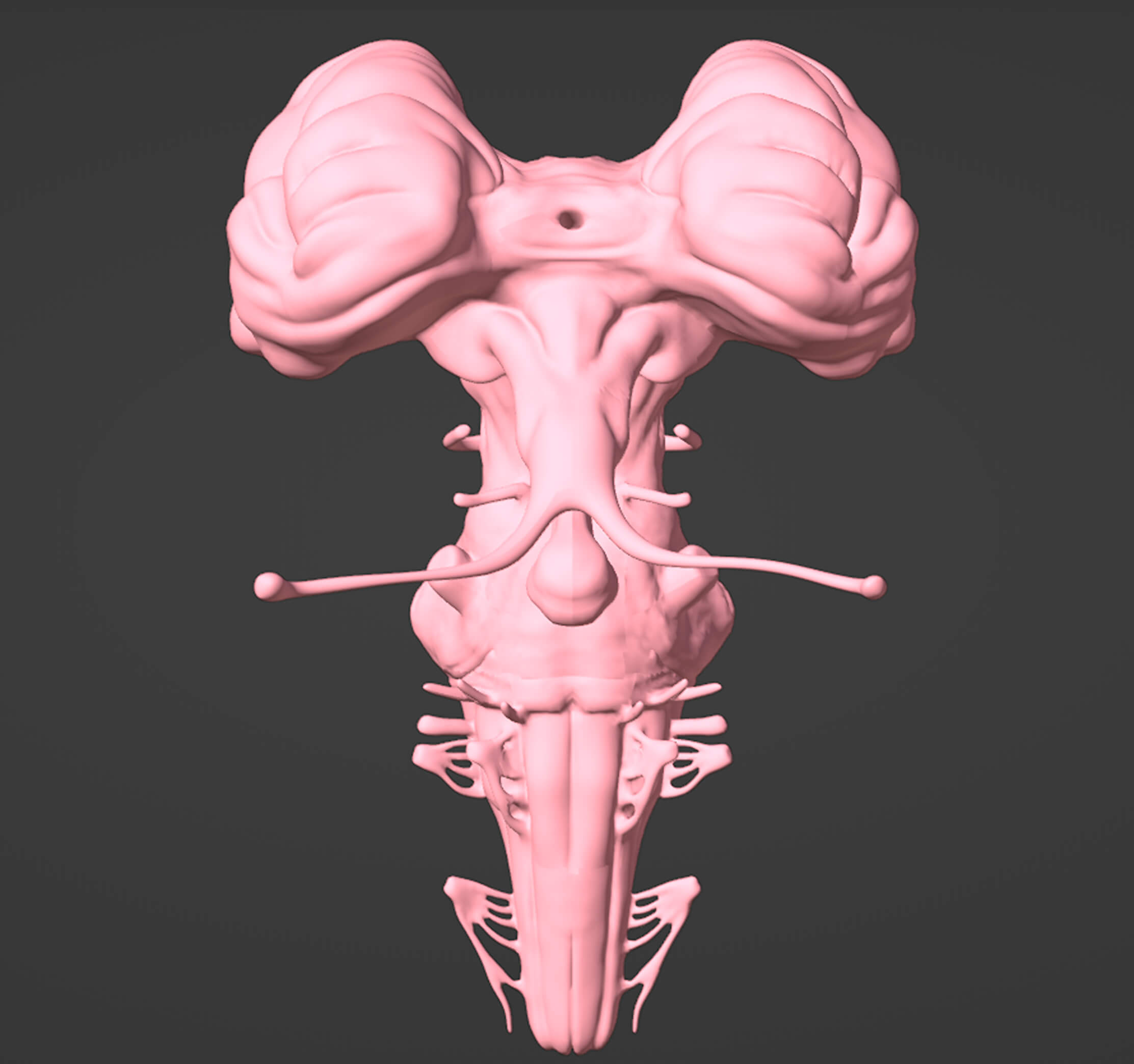 3D Model of Brain, Brain Stem and Eyes by azekapeka