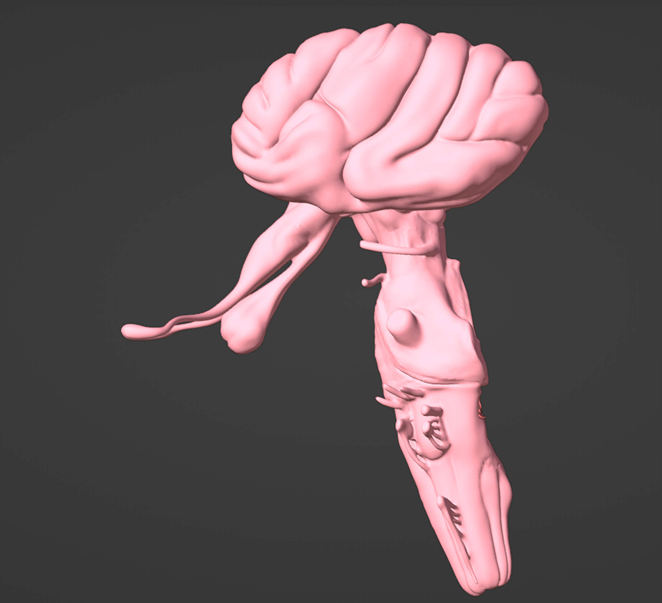 3D Model of Brain, Brain Stem and Eyes by azekapeka