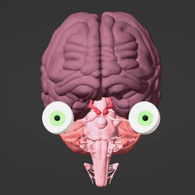 3D Model of Brain, Brain Stem and Eyes by azekapeka
