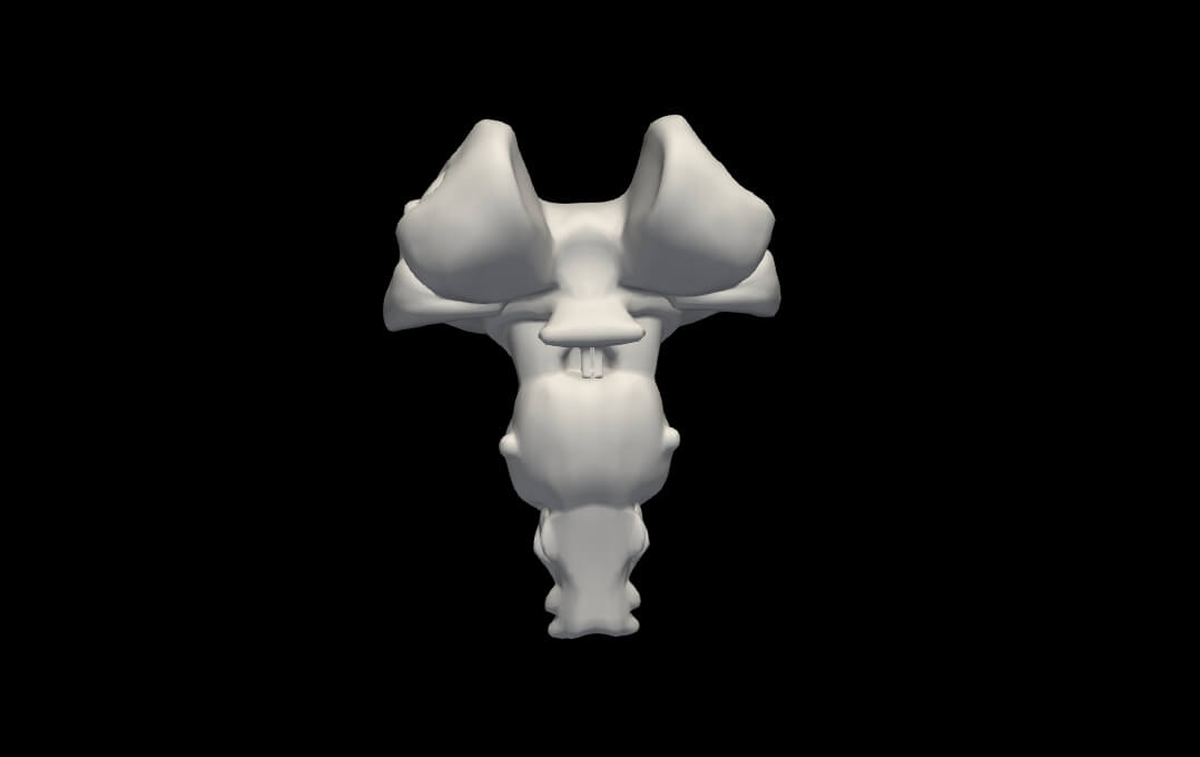 3D Model of Brain Stem and Cerebellum by azekapeka