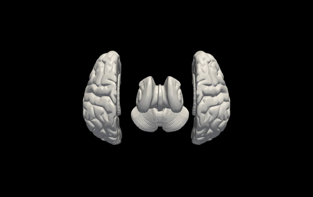3D Model of Brain With Cerebellum and Brain Stem by azekapeka