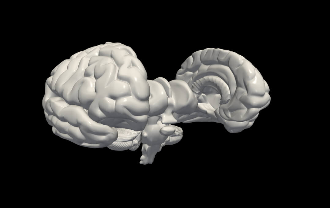 3D Model of Brain With Cerebellum and Brain Stem by azekapeka