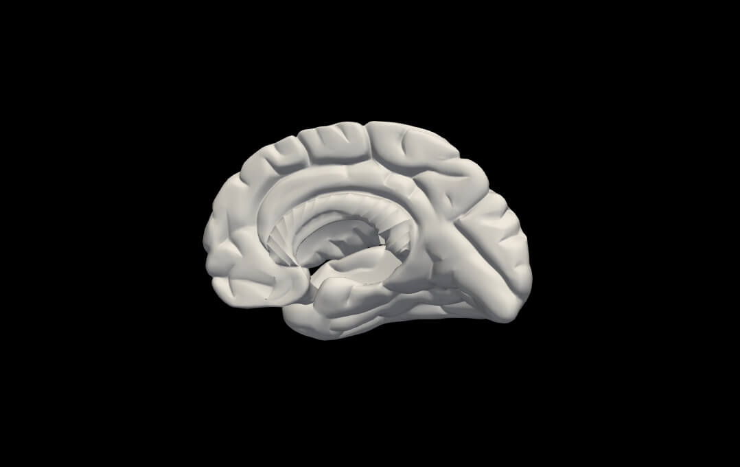 3D Model of Brain With Cerebellum and Brain Stem by azekapeka
