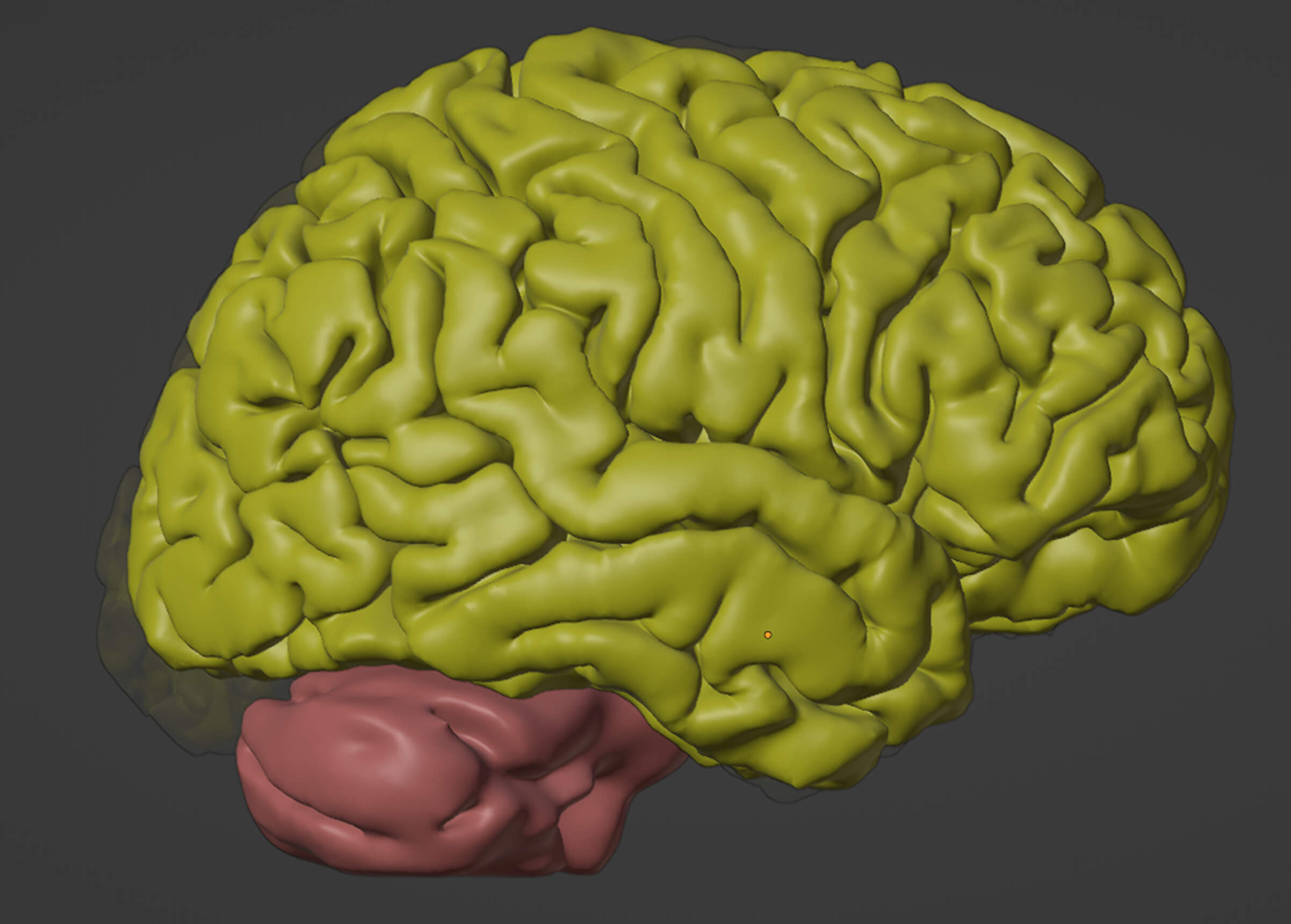 3D Model of Brain by azekapeka
