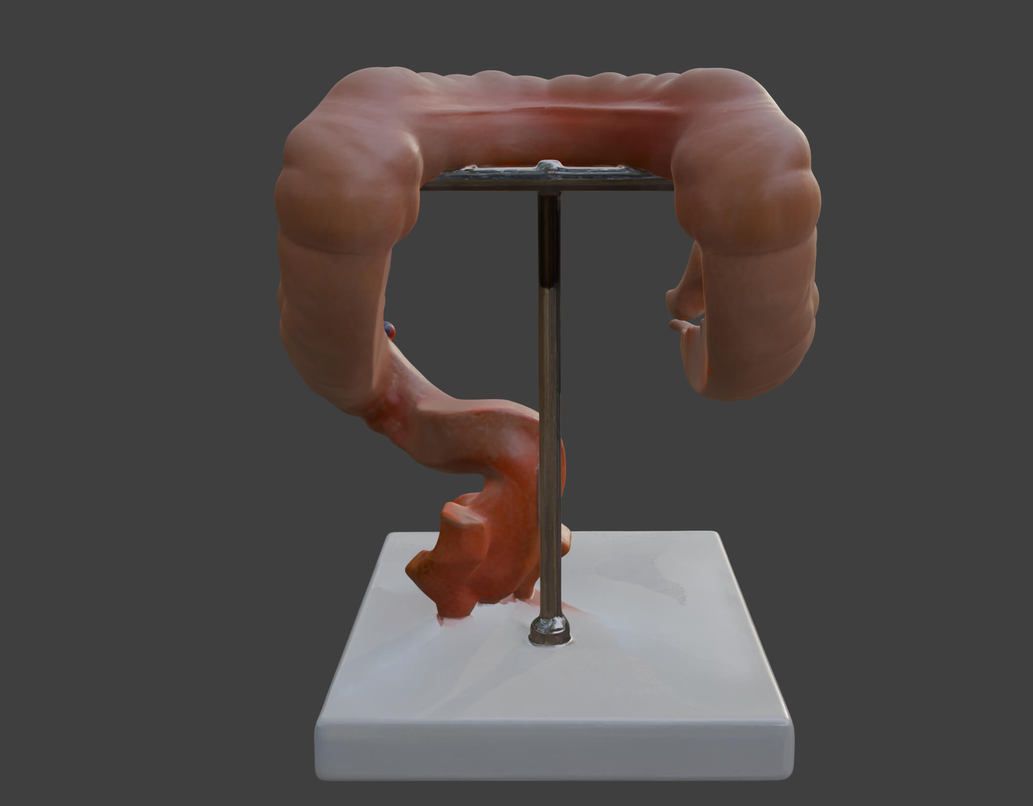 3D Model of Caecum and Appendix by azekapeka