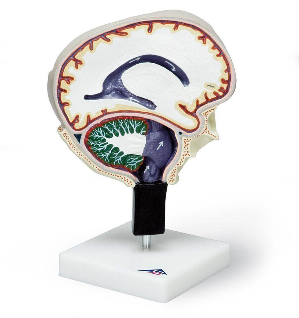 3D Model of Cerebrospinal Fluid Brain by azekapeka