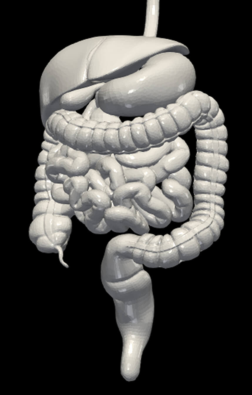 3D Model of Digestive System by azekapeka