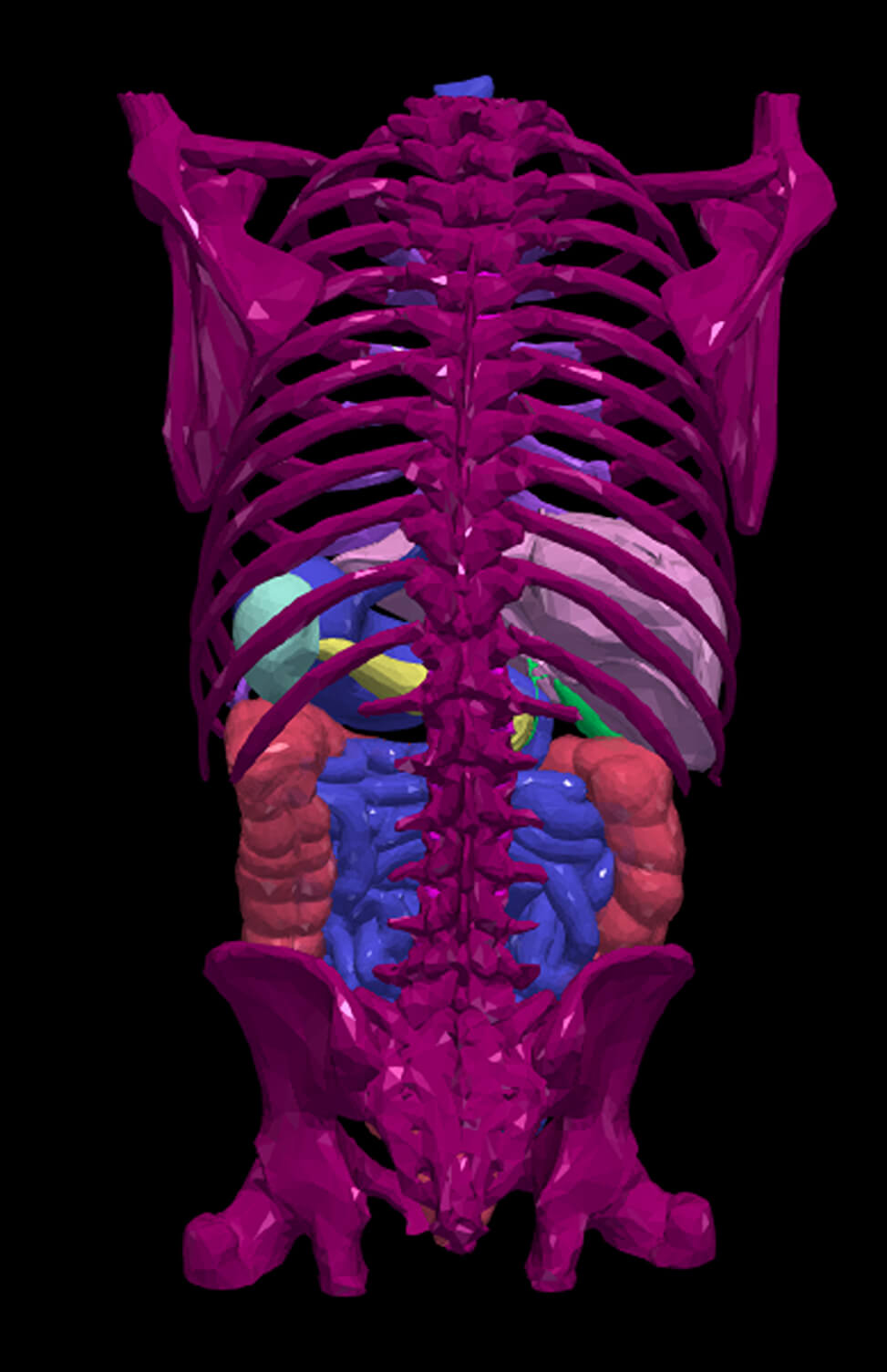 3D Model of Gastrointestinal Tract With Bones by azekapeka