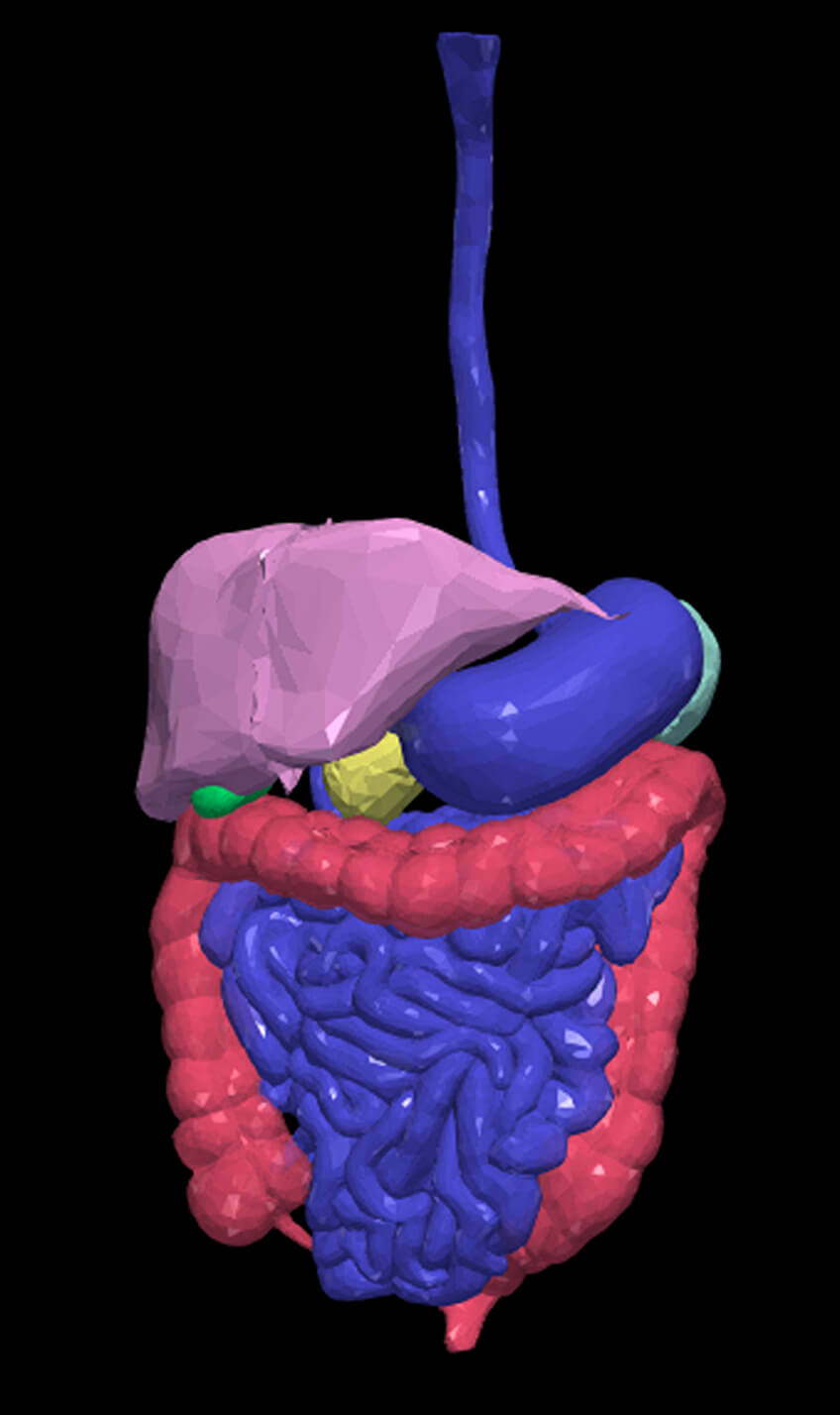 3D Model of Gastrointestinal Tract With Bones by azekapeka