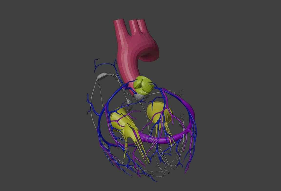 Heart Function Math 3d 3D Model of Heart Anatomy by azekapeka