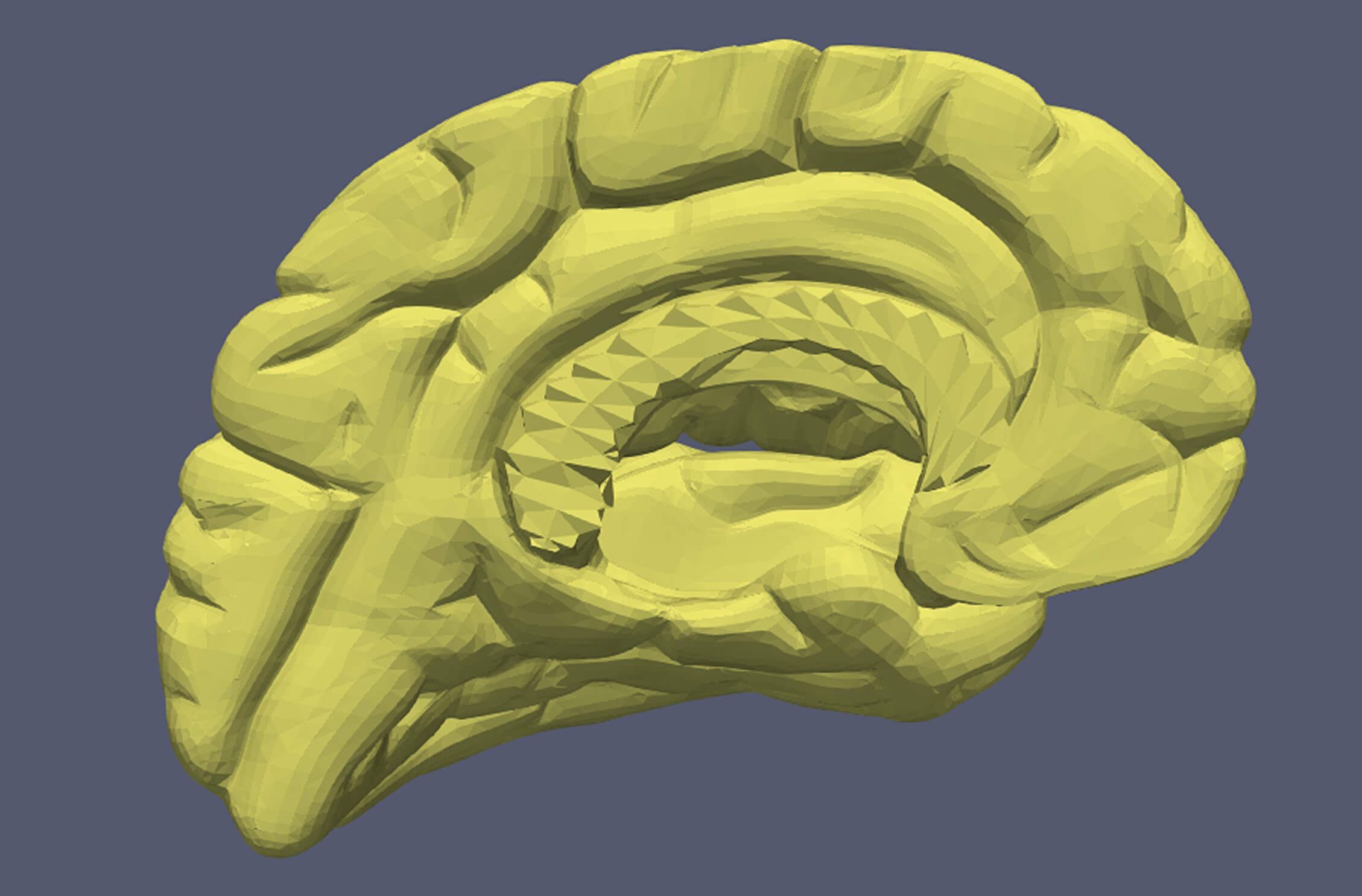 3D Model of Human Brain V2 by azekapeka