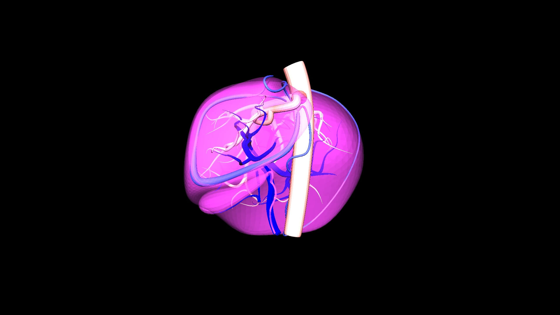 3D Model of Human Liver With Arteries by azekapeka