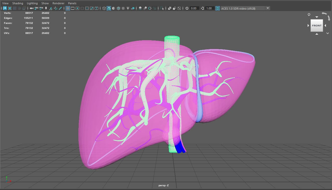 3D Model of Human Liver With Arteries by azekapeka