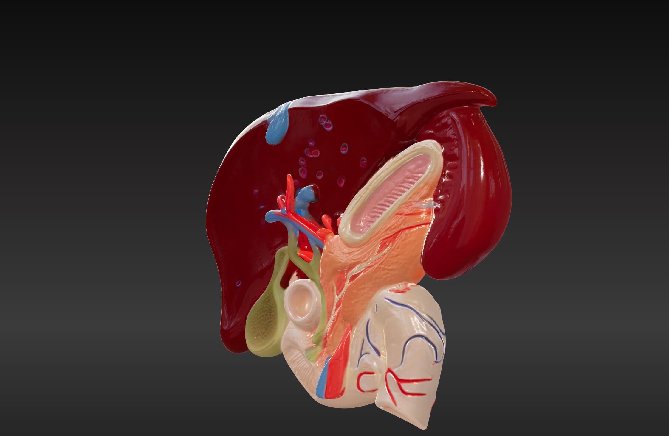 3D Model of Liver Anatomy With Gallbladder by azekapeka