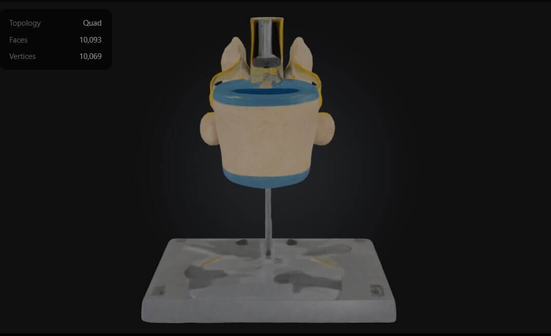 3D Model of Lumbar Vertebrae With Spinal Cord and Nerves by azekapeka