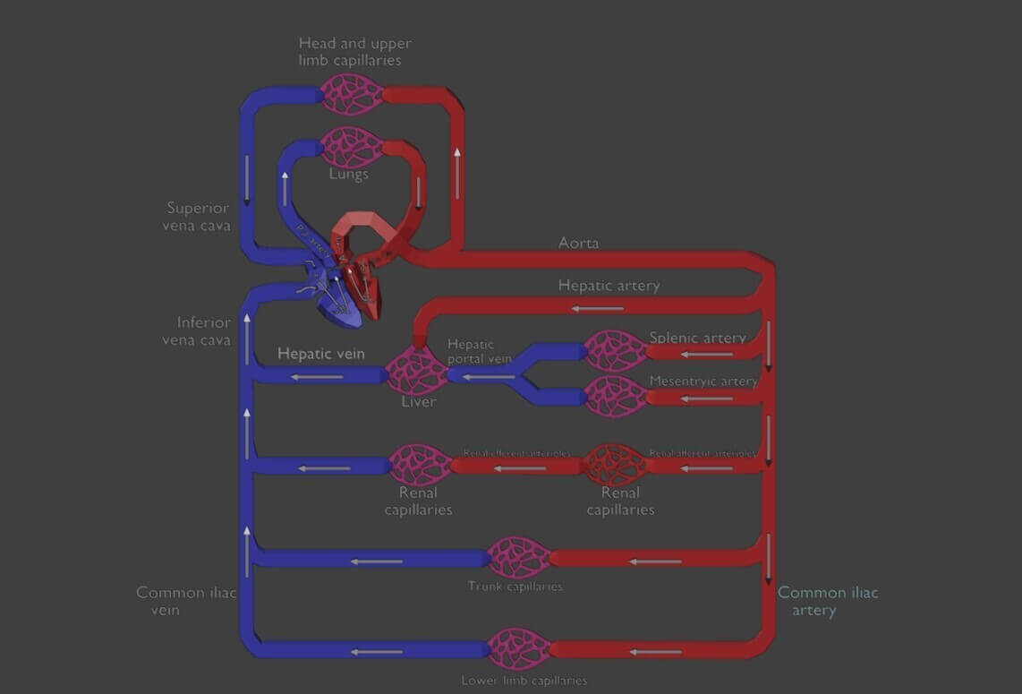 3D Model of Systemic Blood Flow - Diagram by azekapeka