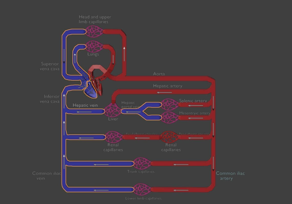 3D Model of Systemic Blood Flow - Diagram by azekapeka