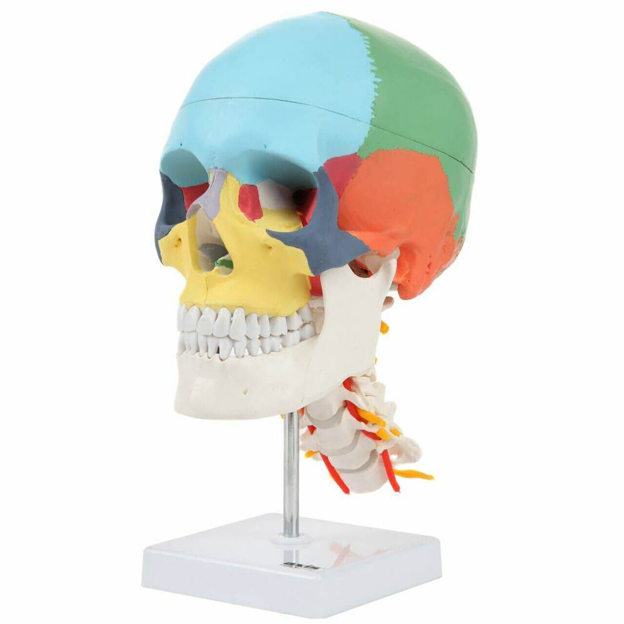 PVC Life Size Colored Function Human Skull Cervical Vertebrae with Nerves Anatomical Didactic Models Natural High QC