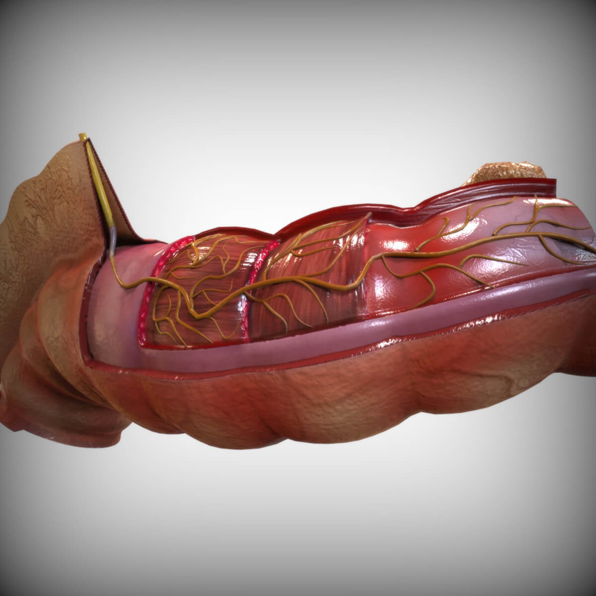 Procto Intestine Intestine Cutaway - Free 3D Model by AzulUtak