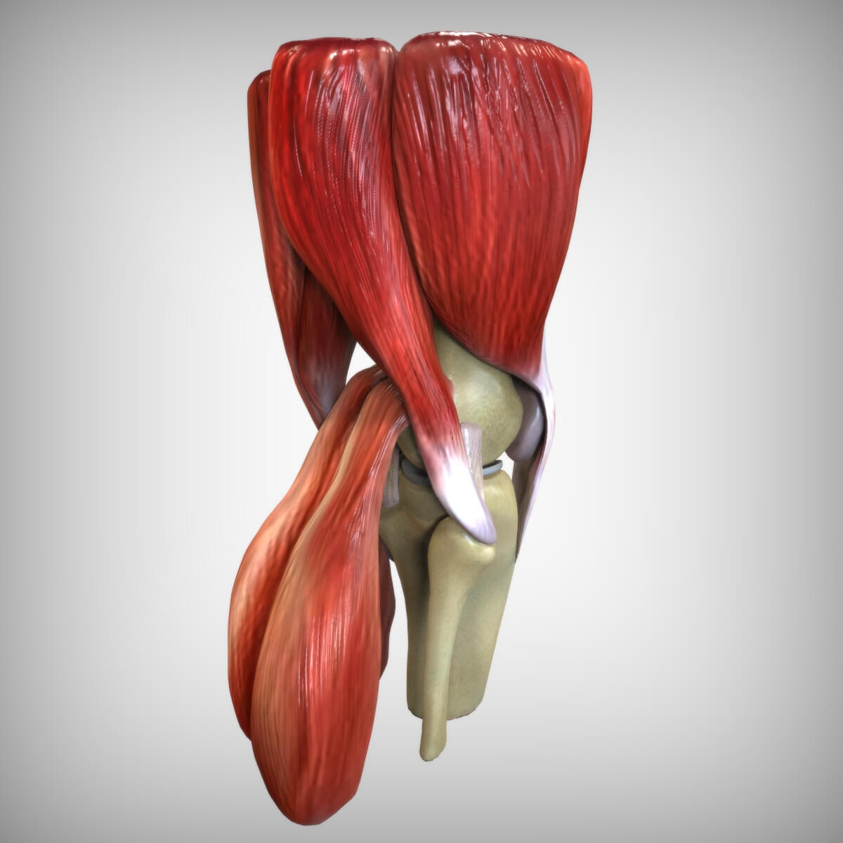 Knee Anatomy - 3D Model by AzulUtak