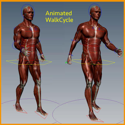 Rigged Male Muscle - 3D Model by AzulUtak