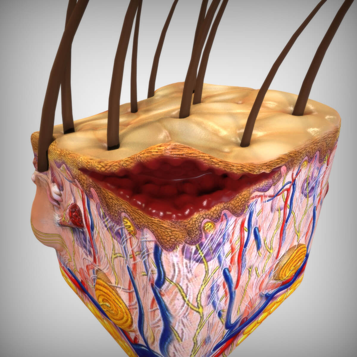 Skin Anatomy - 3D Model by AzulUtak