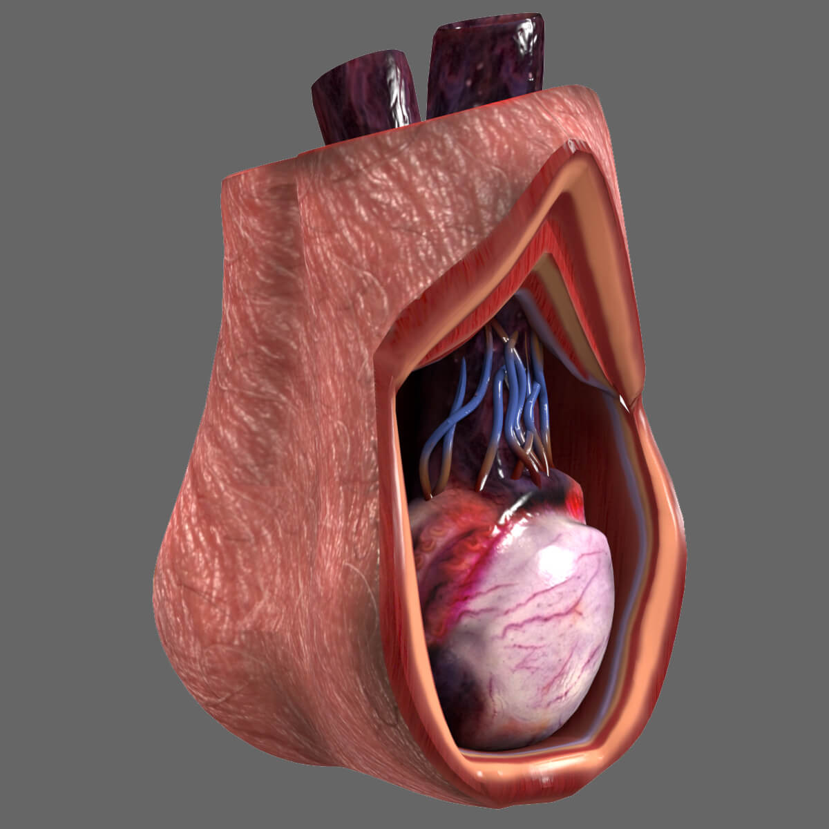 Testicular Anatomy 3D Model By AzulUtak testicular-anatomy-3d-model-by-azulutak