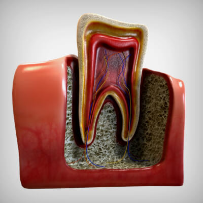 Tooth Cutaway - 3D Model by AzulUtak