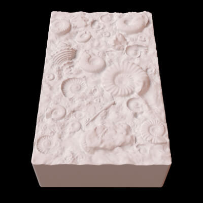 Fossil Shells Mold