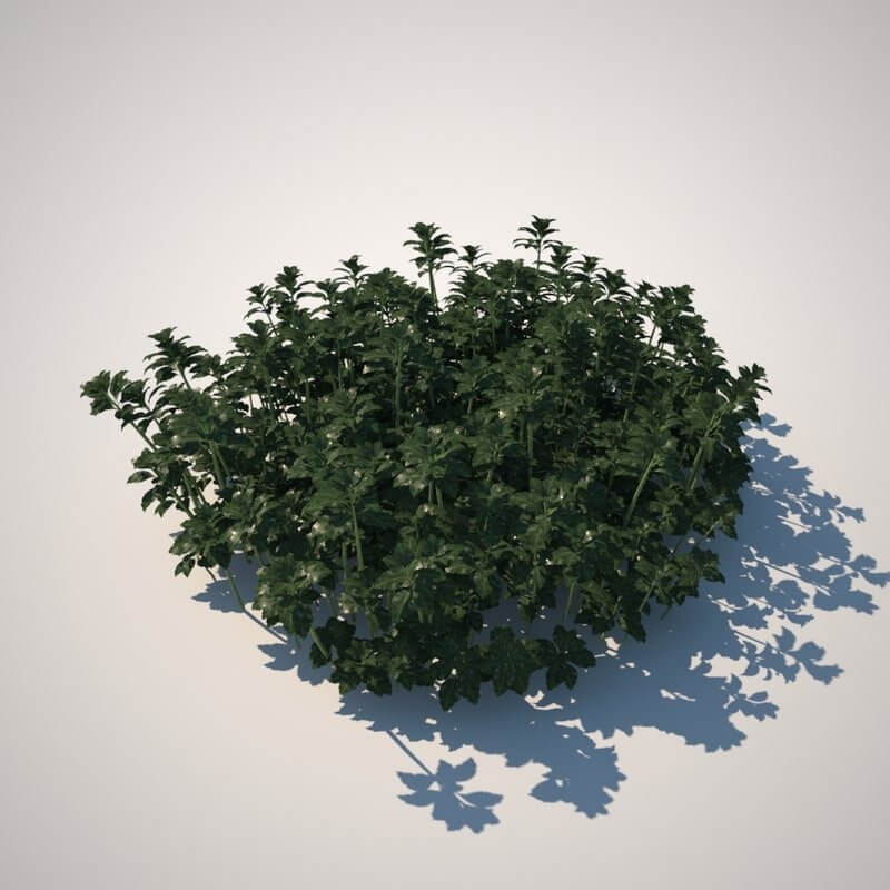 HQ Vegetation - Ground Cover 1 - 3D Model by BBB3viz
