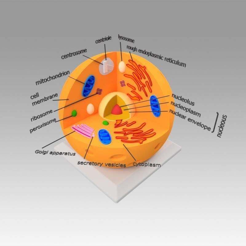Animal Cell 3D Model By Blackeveryday Animal Cell 3D Model By Blackeveryday