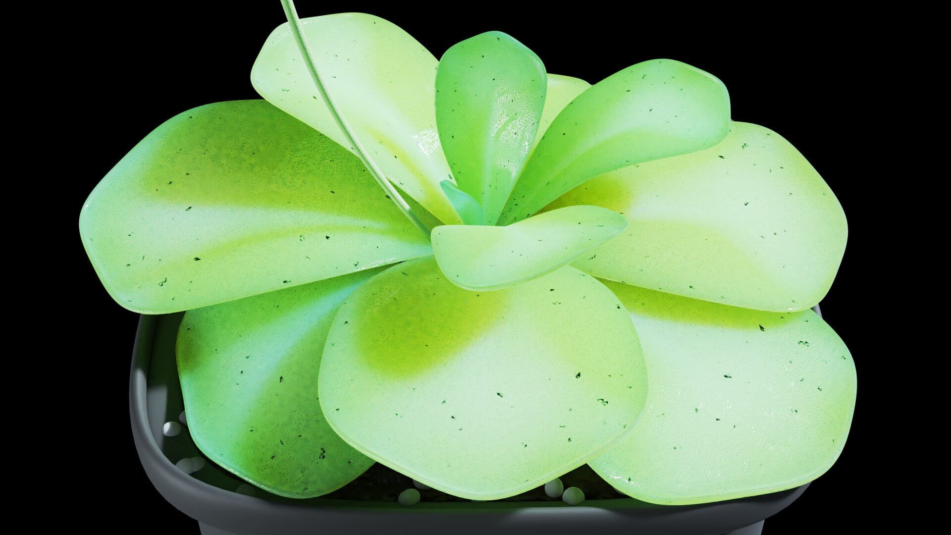 Butterwort 3D Model by Blenduffo