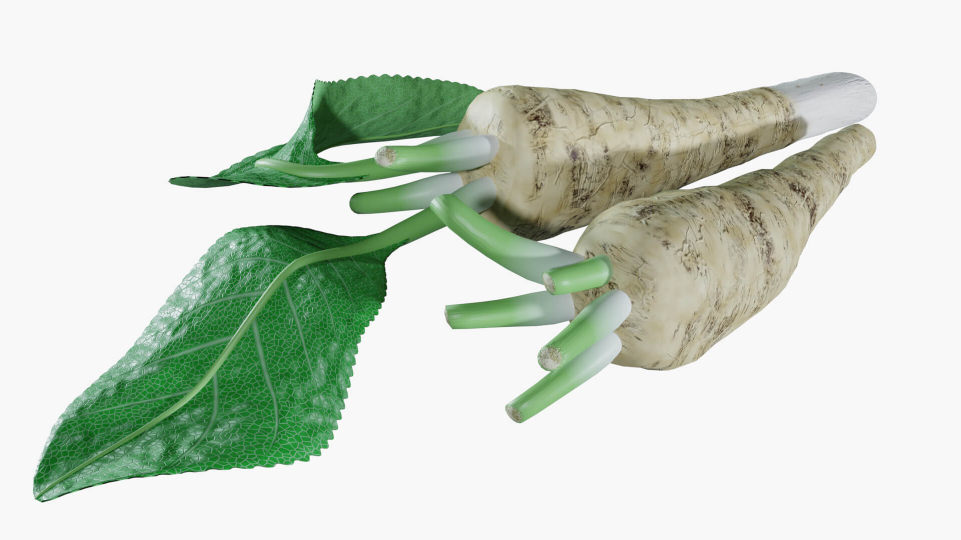 Horseradish Roots 3D Model by Blenduffo