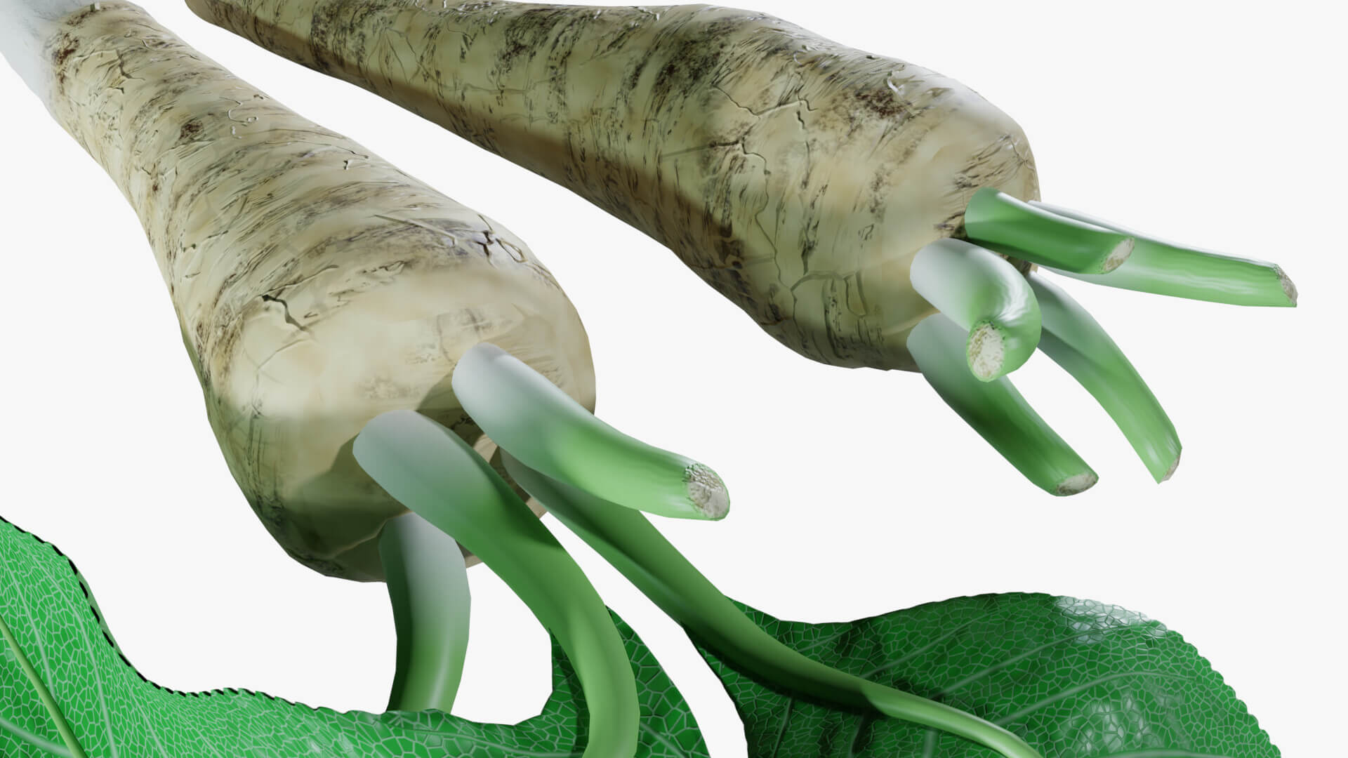 Horseradish Roots 3D Model by Blenduffo