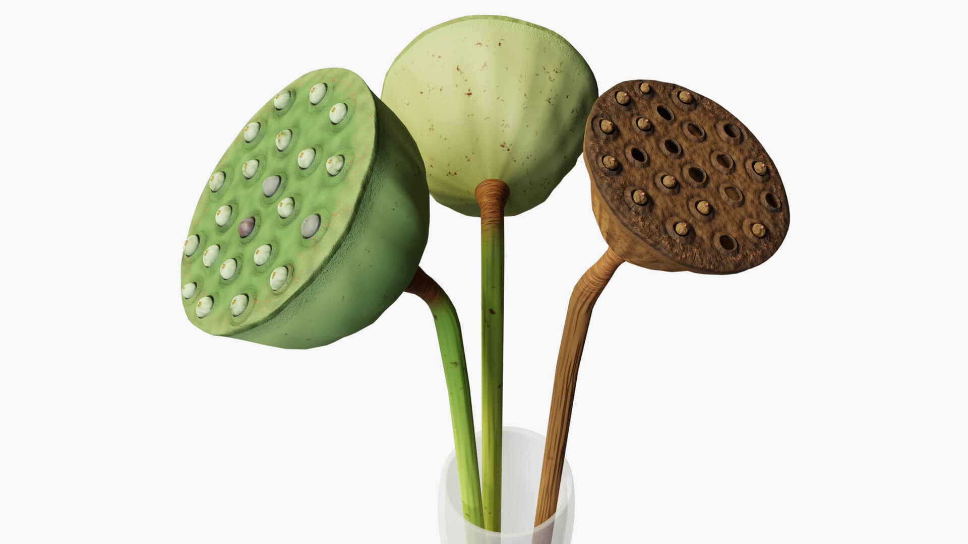 Lotus Seed Pods 3D Model by Blenduffo