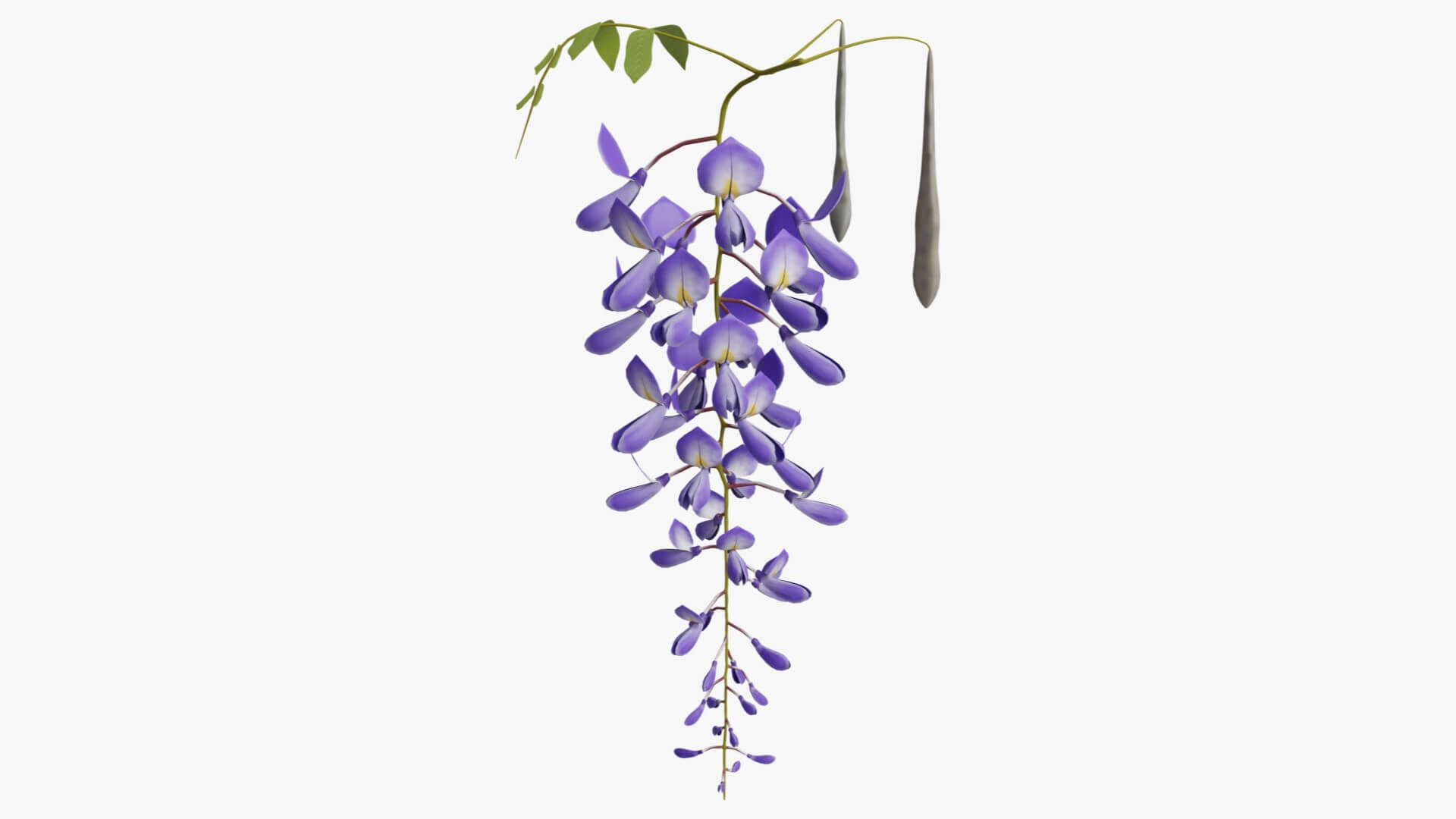 Wisteria Flower 3D Model by Blenduffo