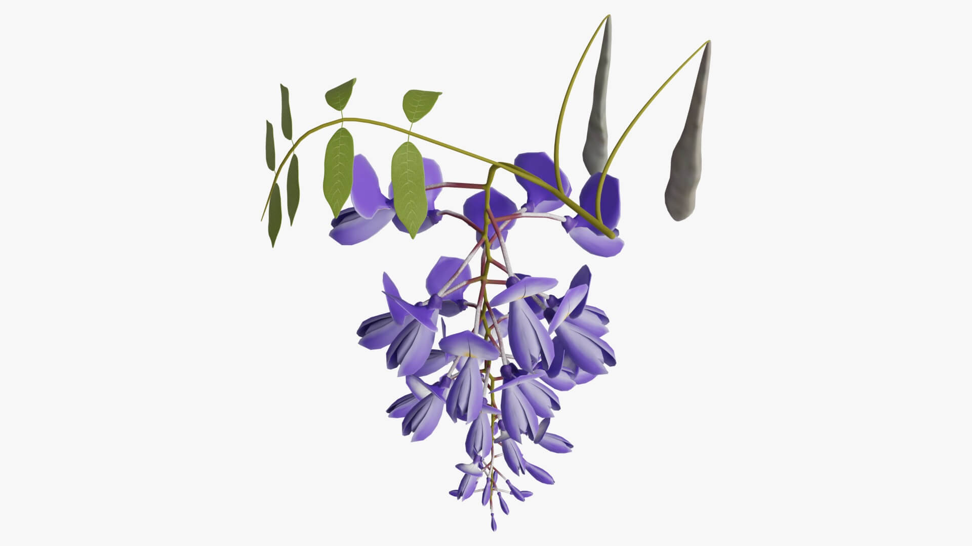 Wisteria Flower 3D Model by Blenduffo