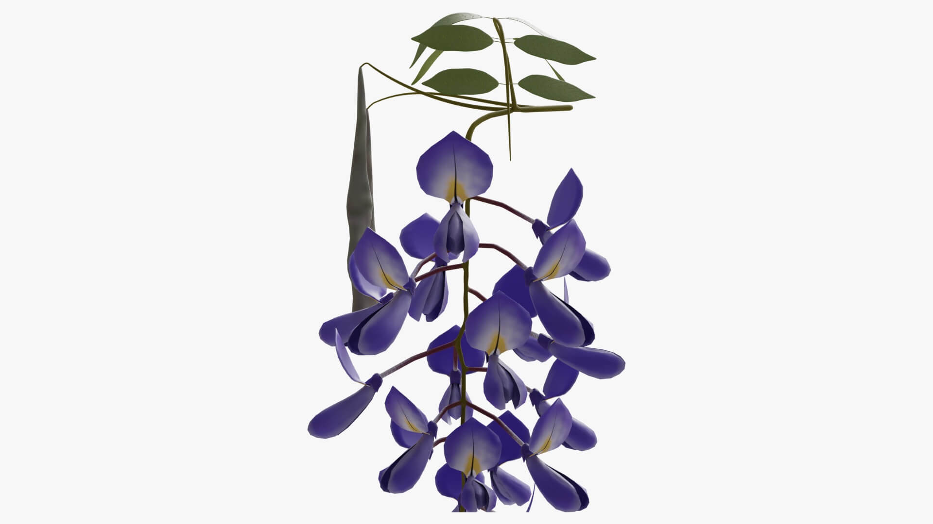 Wisteria Flower 3D Model by Blenduffo