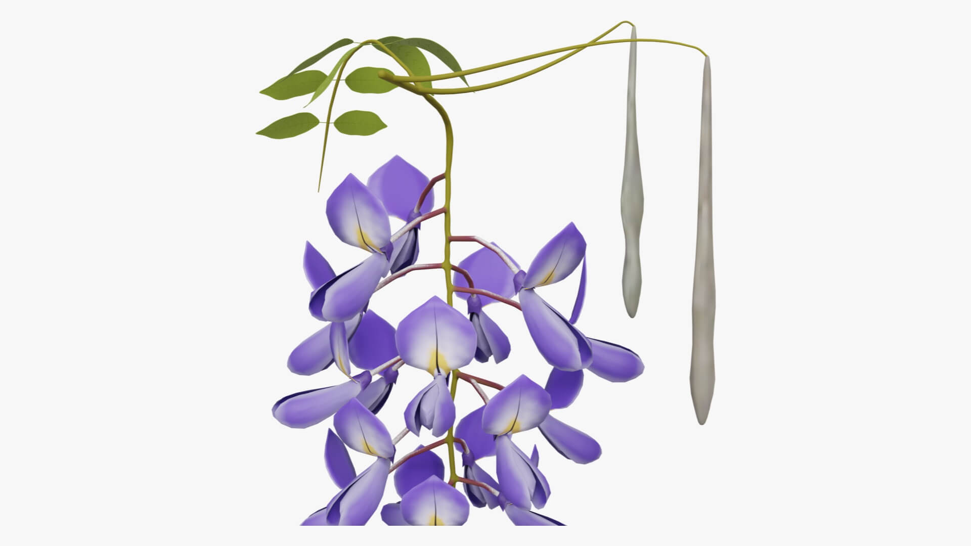 Wisteria Flower 3D Model by Blenduffo