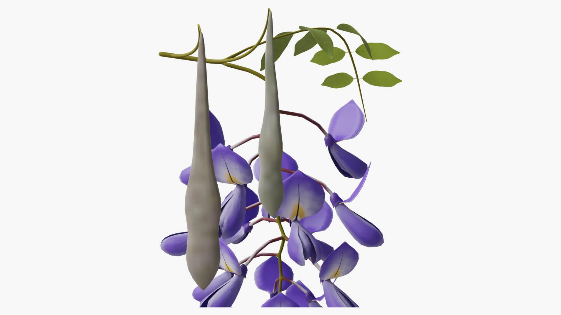 Wisteria Flower 3D Model by Blenduffo