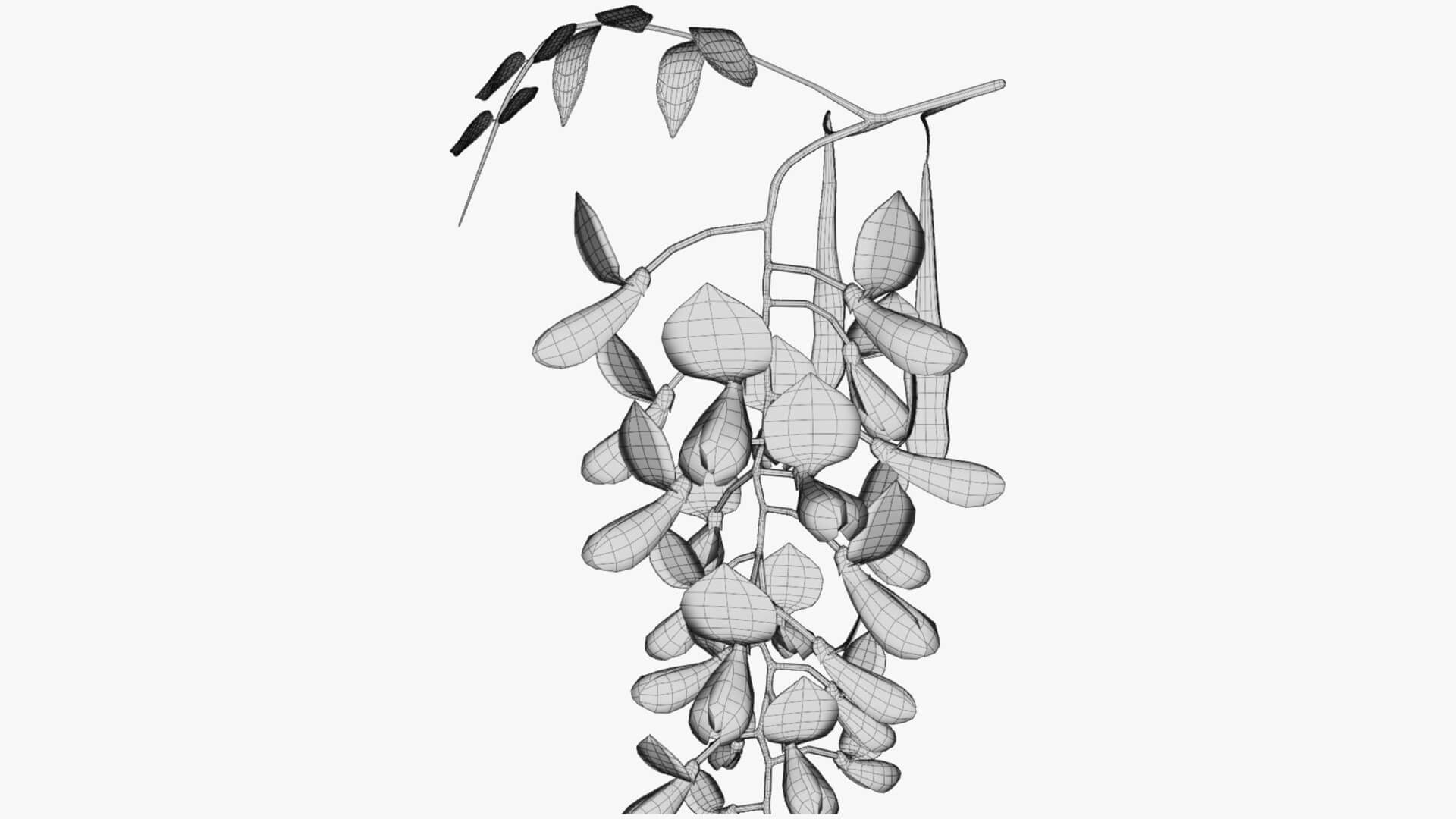 Wisteria Flower 3D Model by Blenduffo