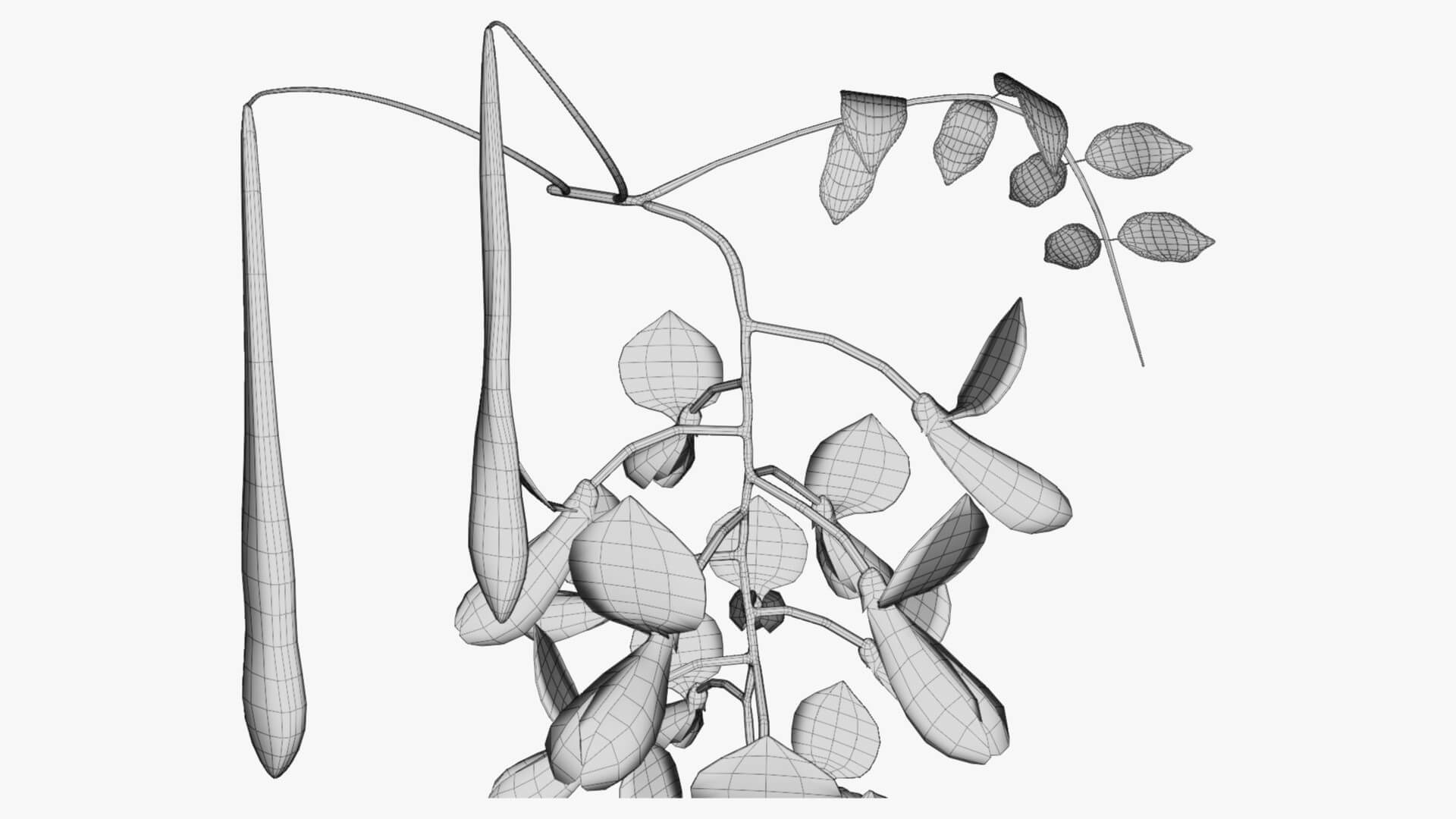 Wisteria Flower 3D Model by Blenduffo