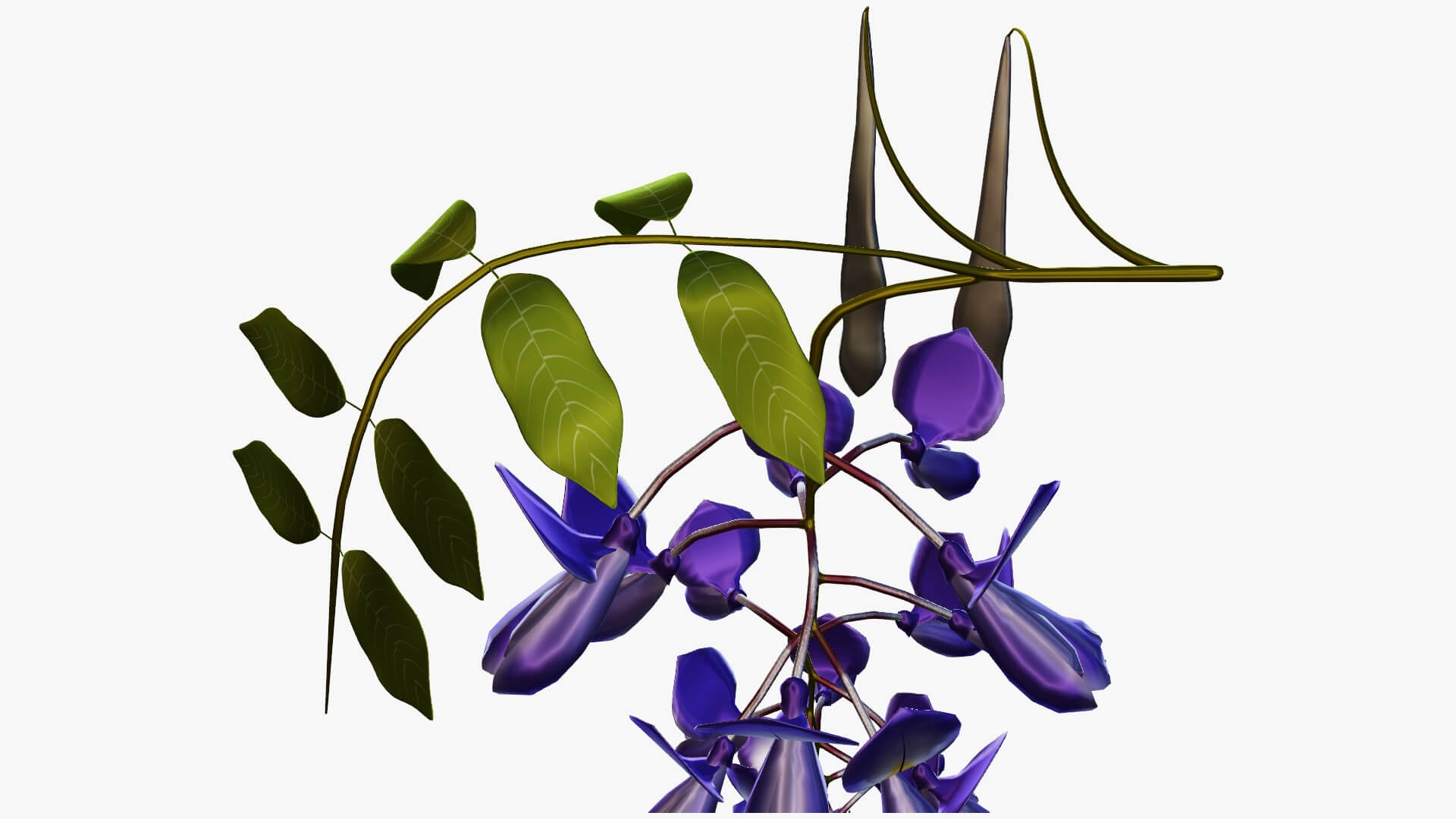 Wisteria Flower 3D Model by Blenduffo